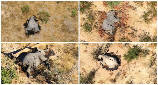 🗺️ Picks of the Week — June 25